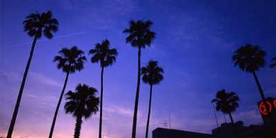 ワシントンヤシモドキ