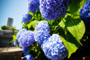 紫陽花