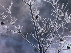 この冬一番の寒さ