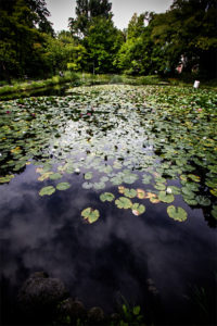 北海道大学構内ハス池